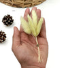 Bunny Tail Dry Flowers Mini (Set of 10)