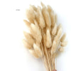 Bunny Tail Dry Flowers For Home Decor