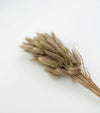 Bunny Tail Dry Flowers For Home Decor