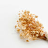 Baby’s Breath Dried Flower (Set Of 5)