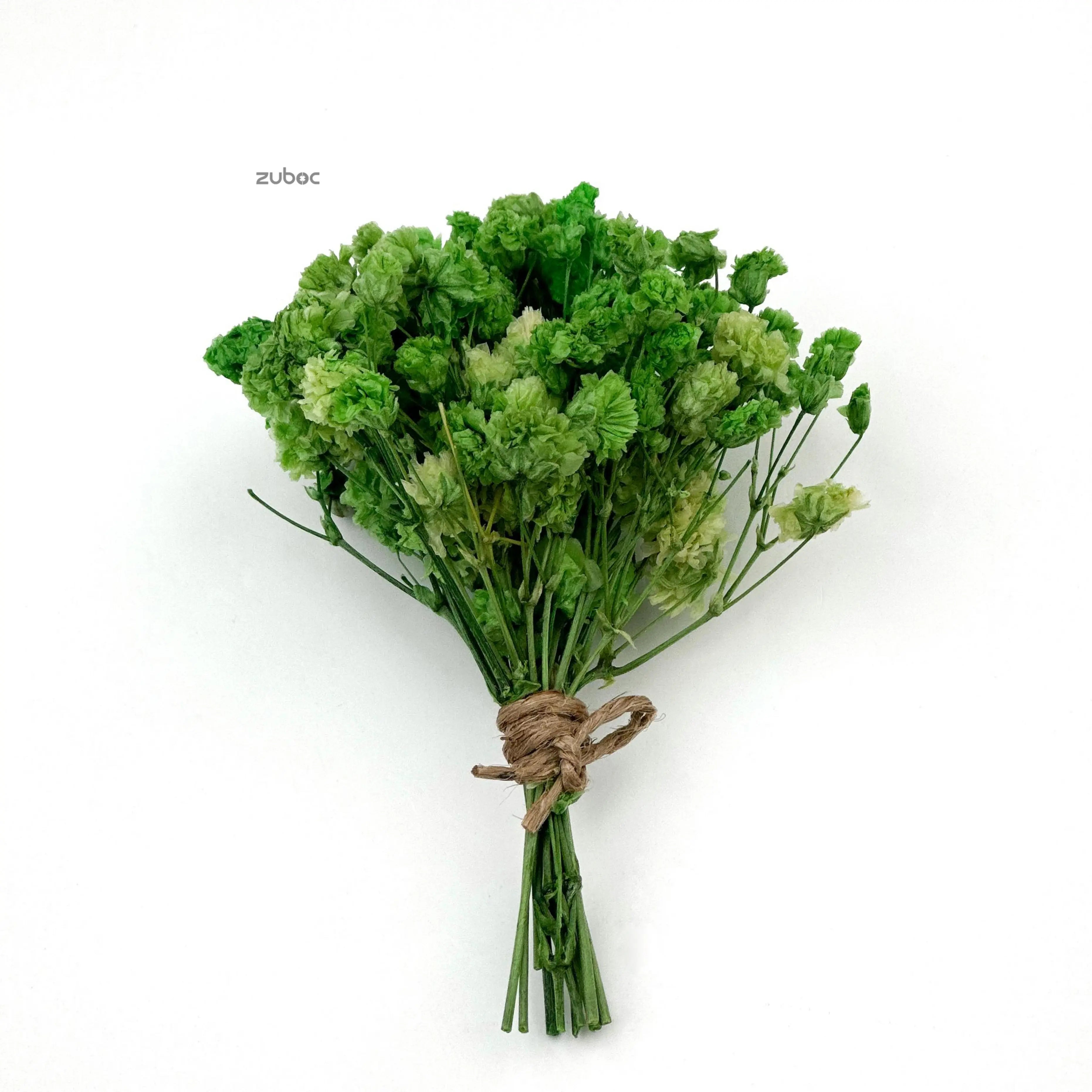 Green dry flower short front view for art projects