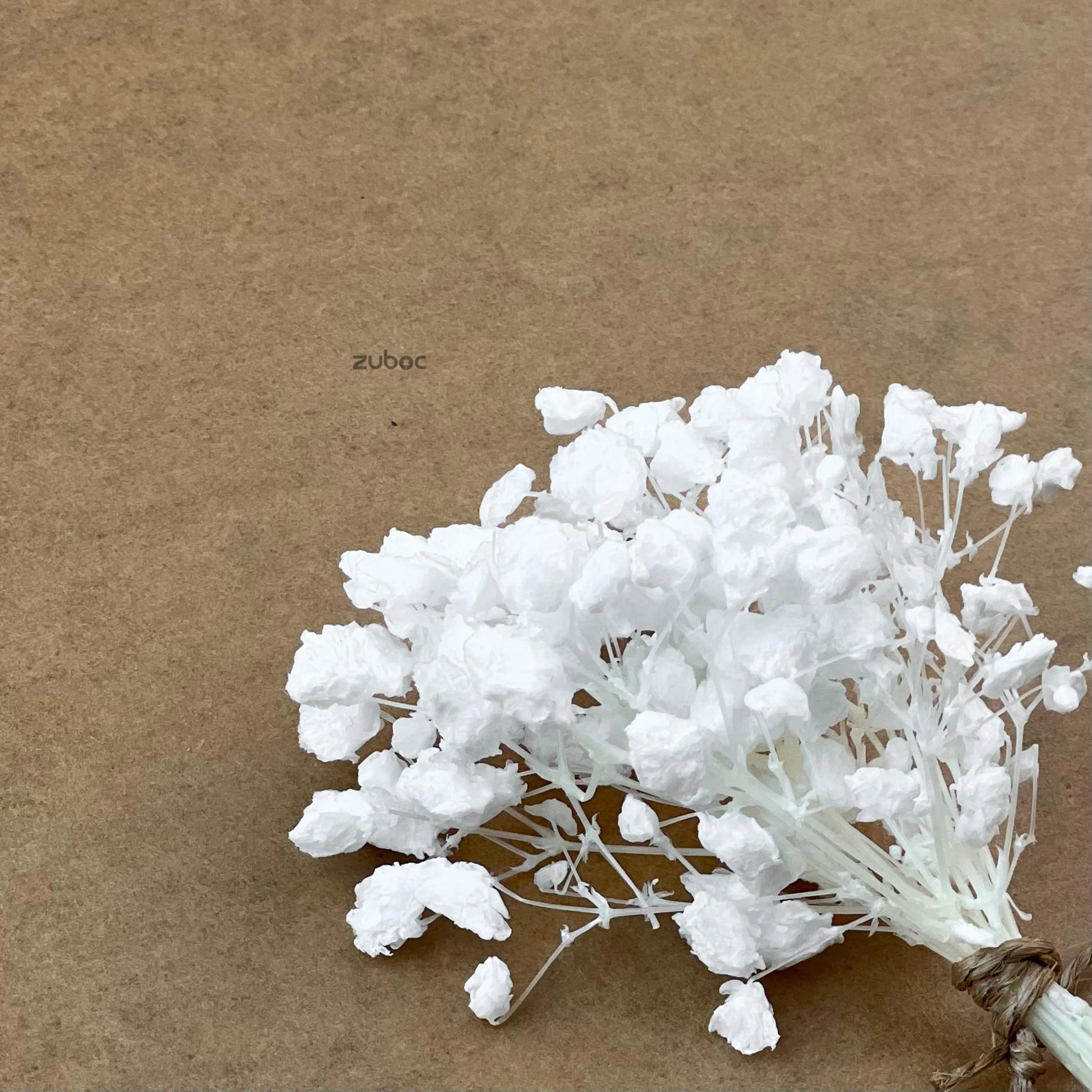 White dry flower long close-up detail for art projects