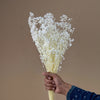 Baby’s Breath Dried Flower For home decor - 100g