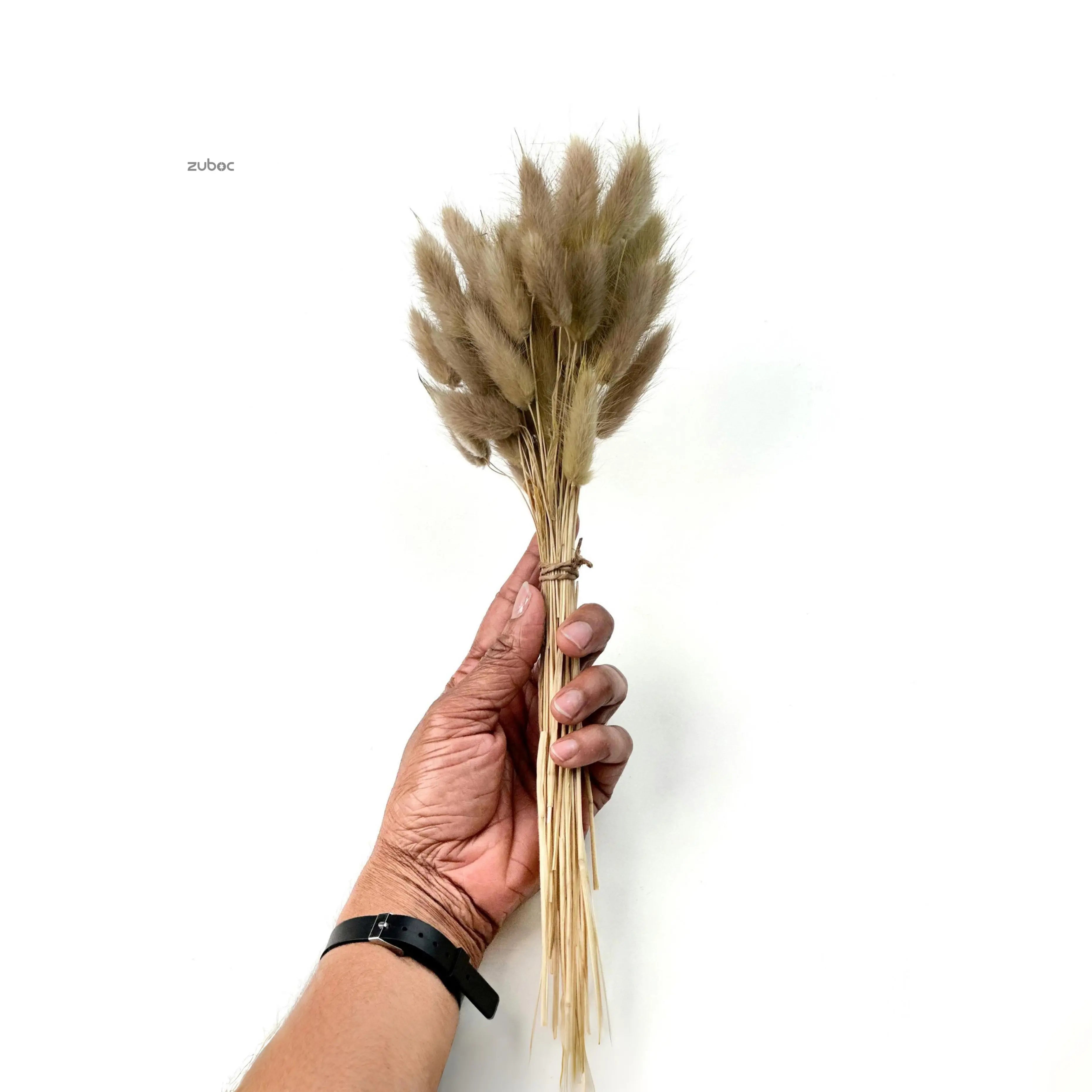 Natural beige bunny tail dry flowers short front view for creative hobbies