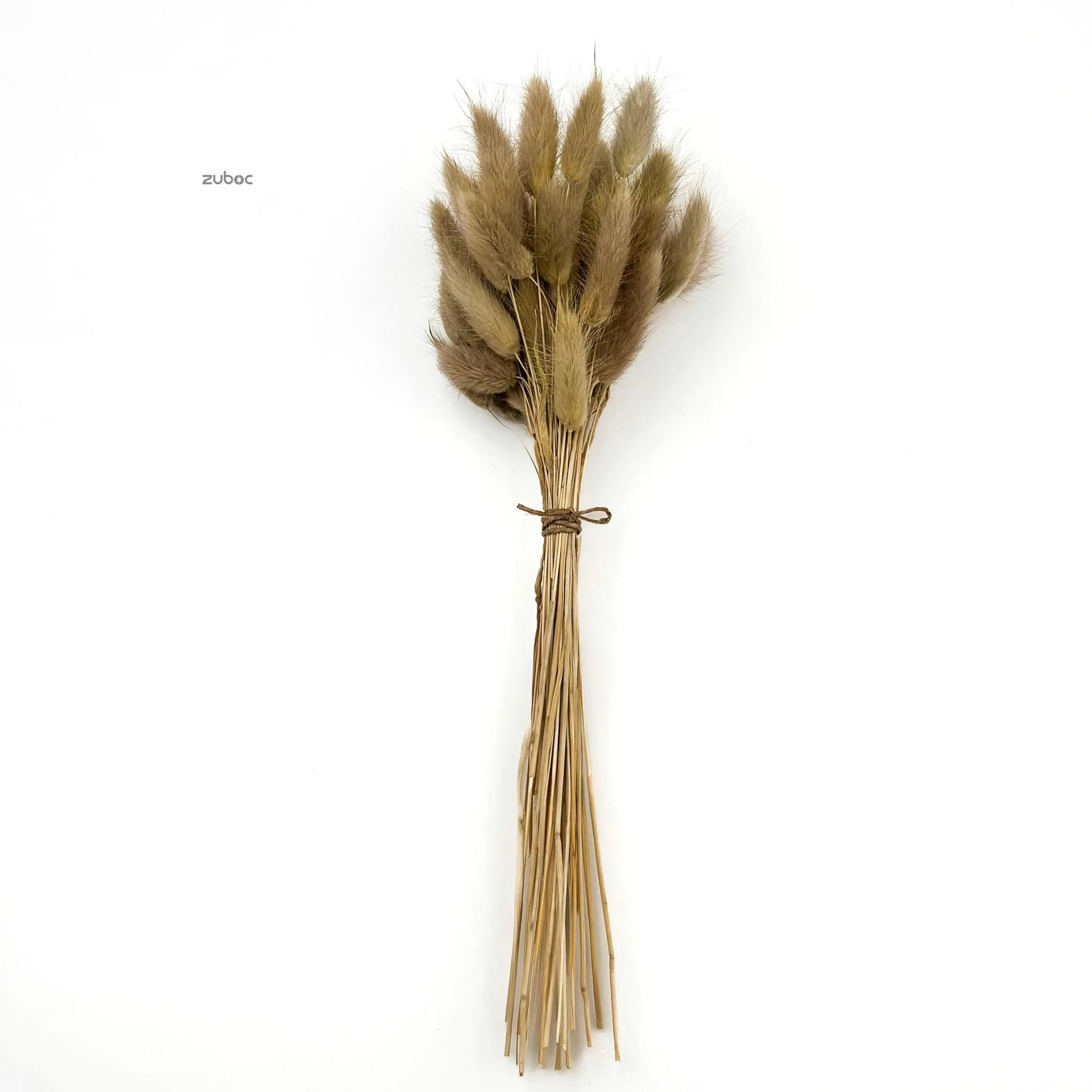 Natural beige bunny tail dry flowers long front view for art projects