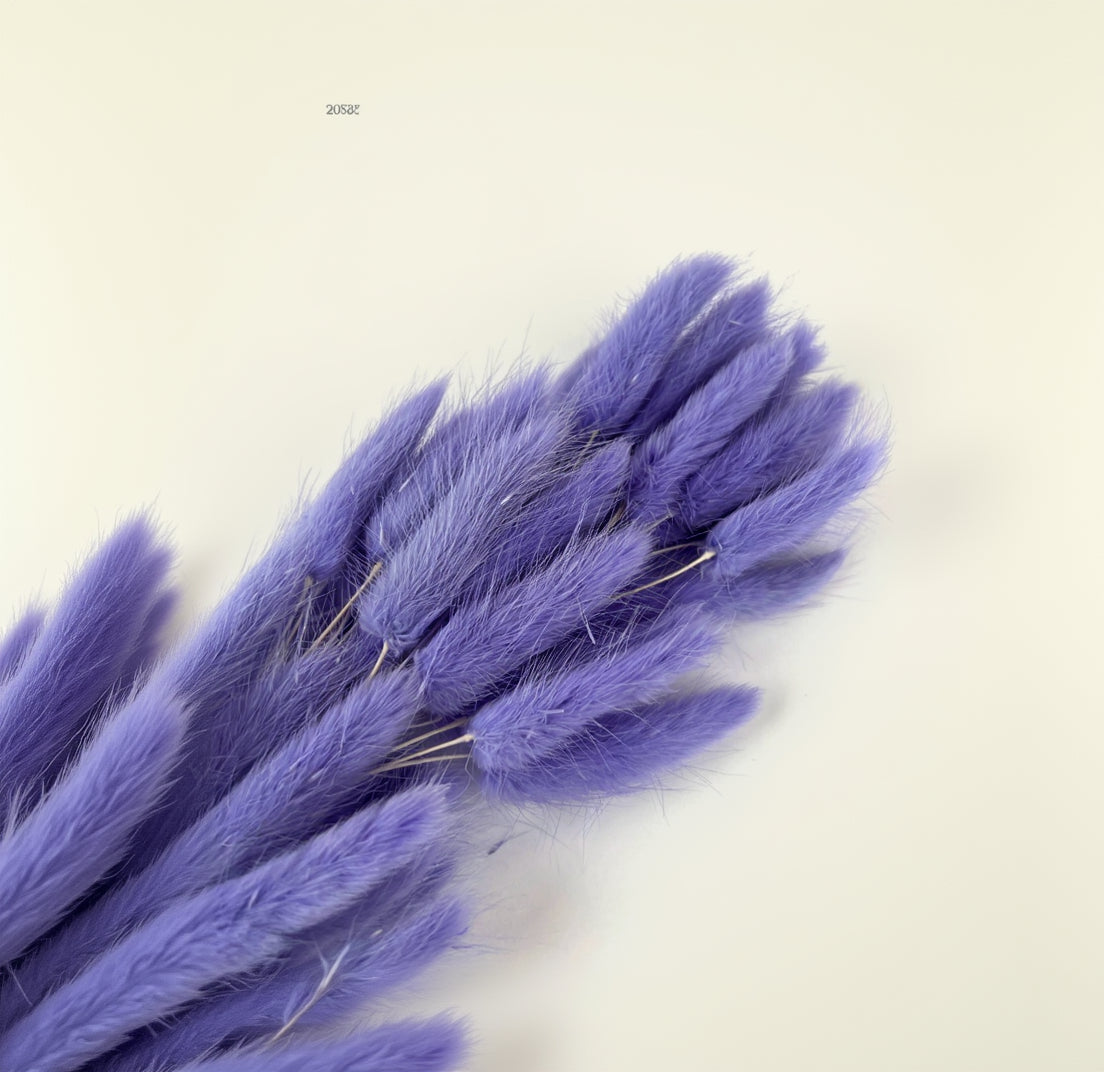 Natural beige bunny tail dry flowers short front view for creative hobbies