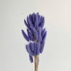 Bunny Tail Dry Flowers For Home Decor