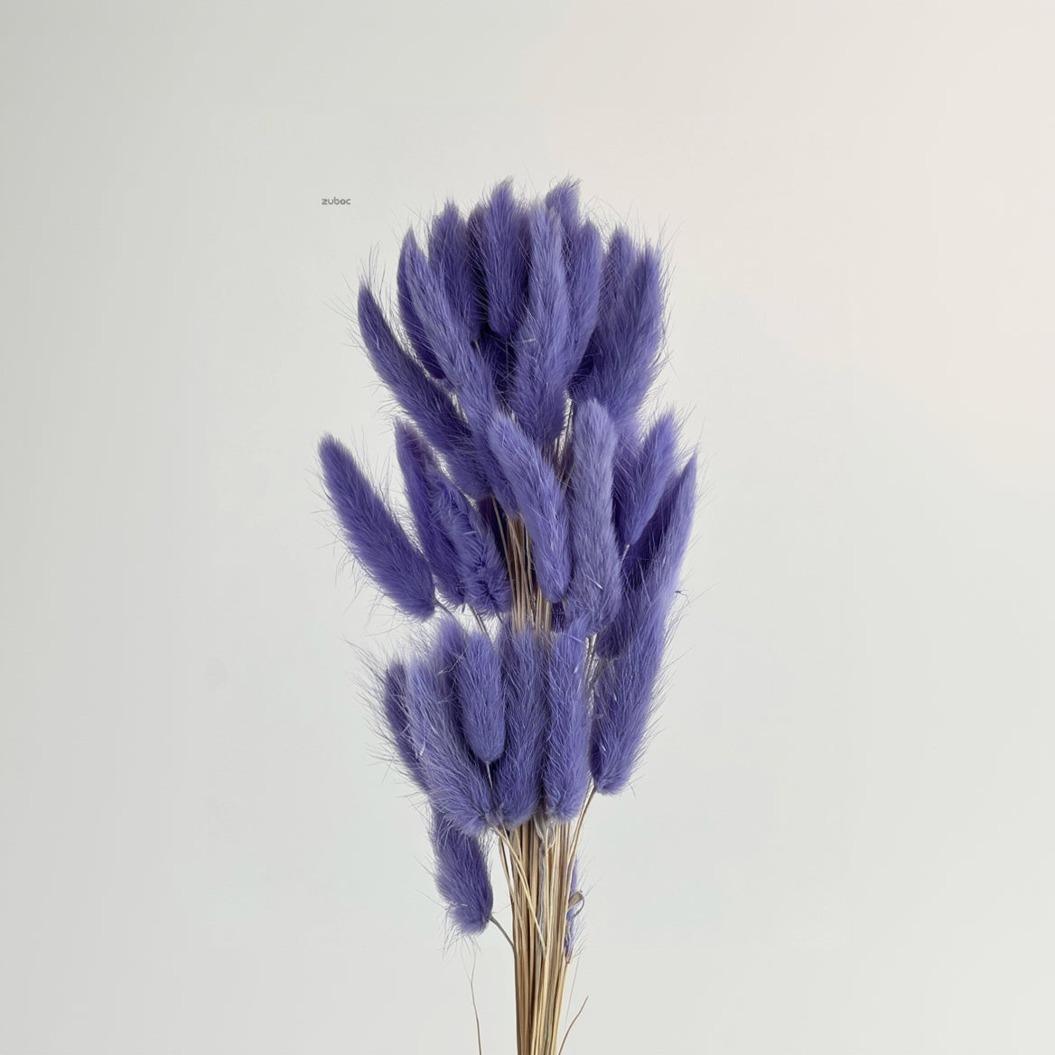Natural beige bunny tail dry flowers short front view for creative hobbies