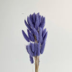 Bunny Tail Dry Flowers For Home Decor