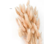 Bunny Tail Dry Flowers For Home Decor