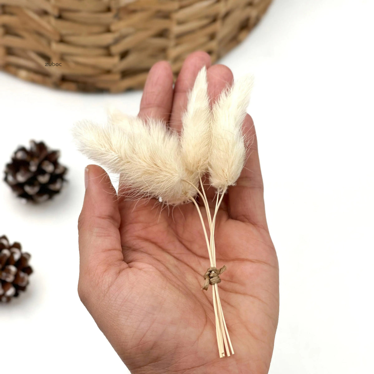 Bunny Tail Dry Flowers Mini (Set of 10)