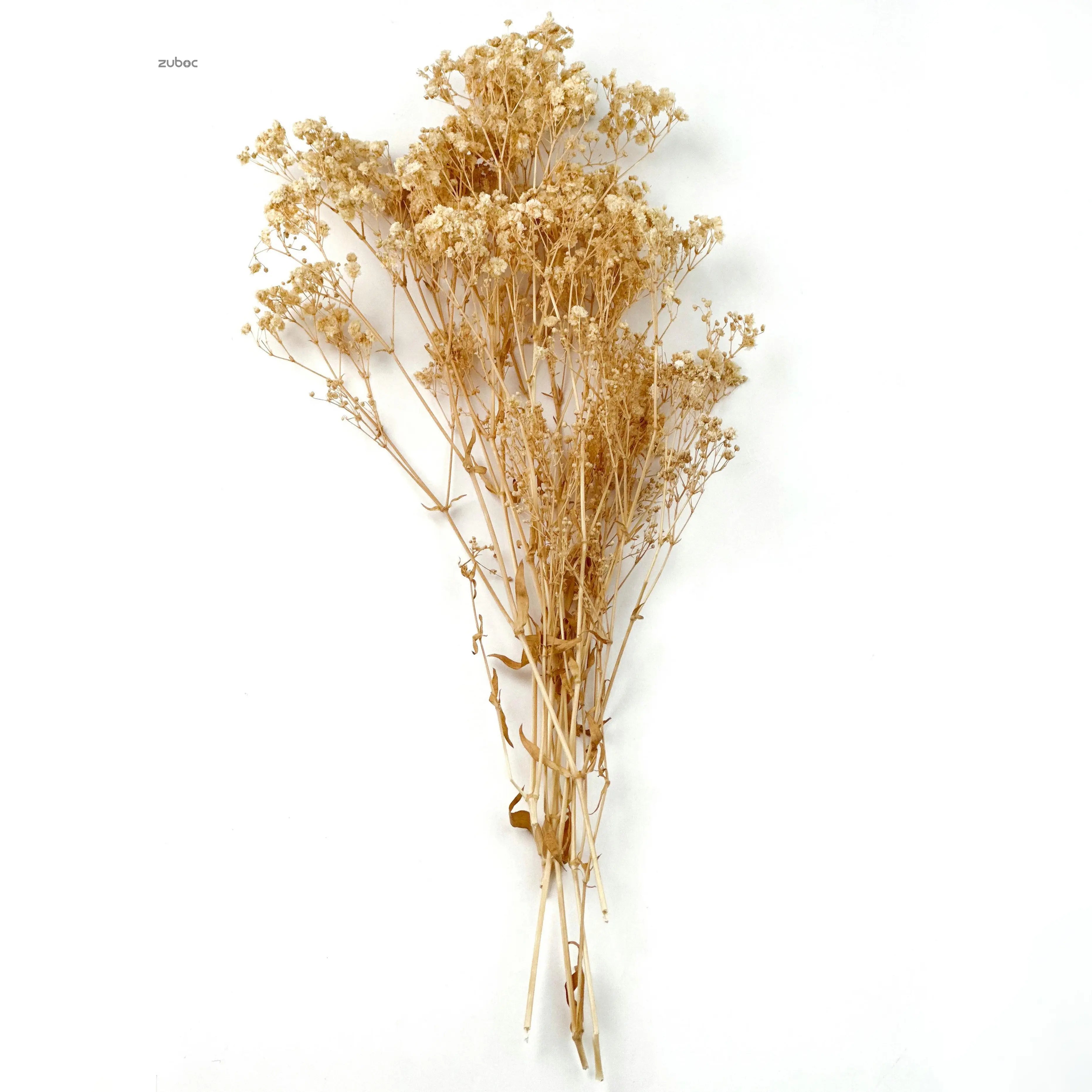 Natural beige dry flower short front view for art projects