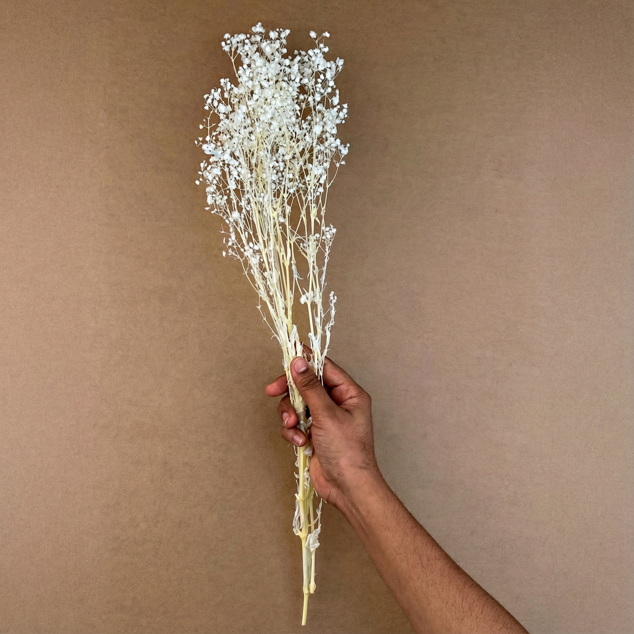 Soft white dry flower short lifestyle shot for scrapbooking