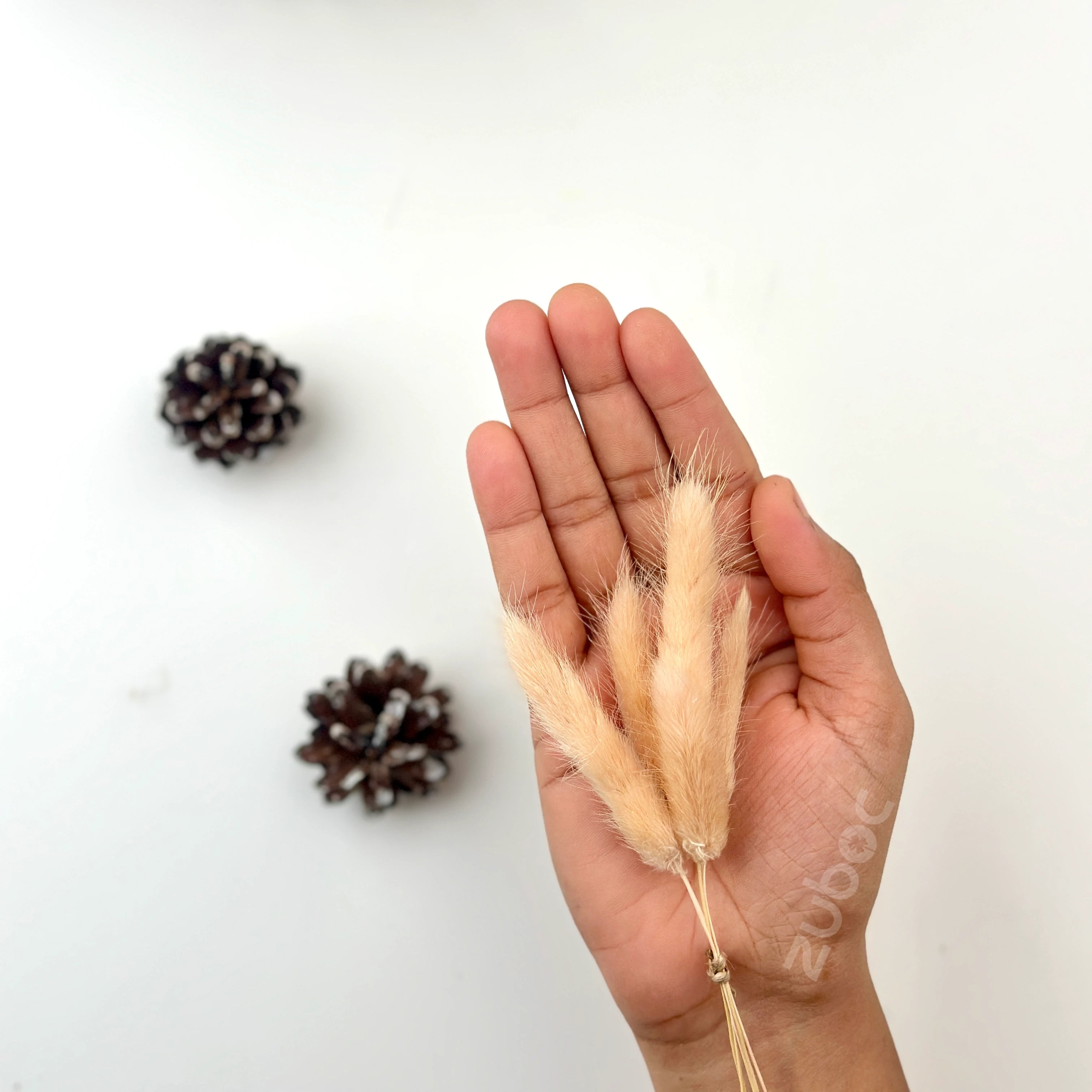 Bunny Tail Dry Flowers (Set of 5)