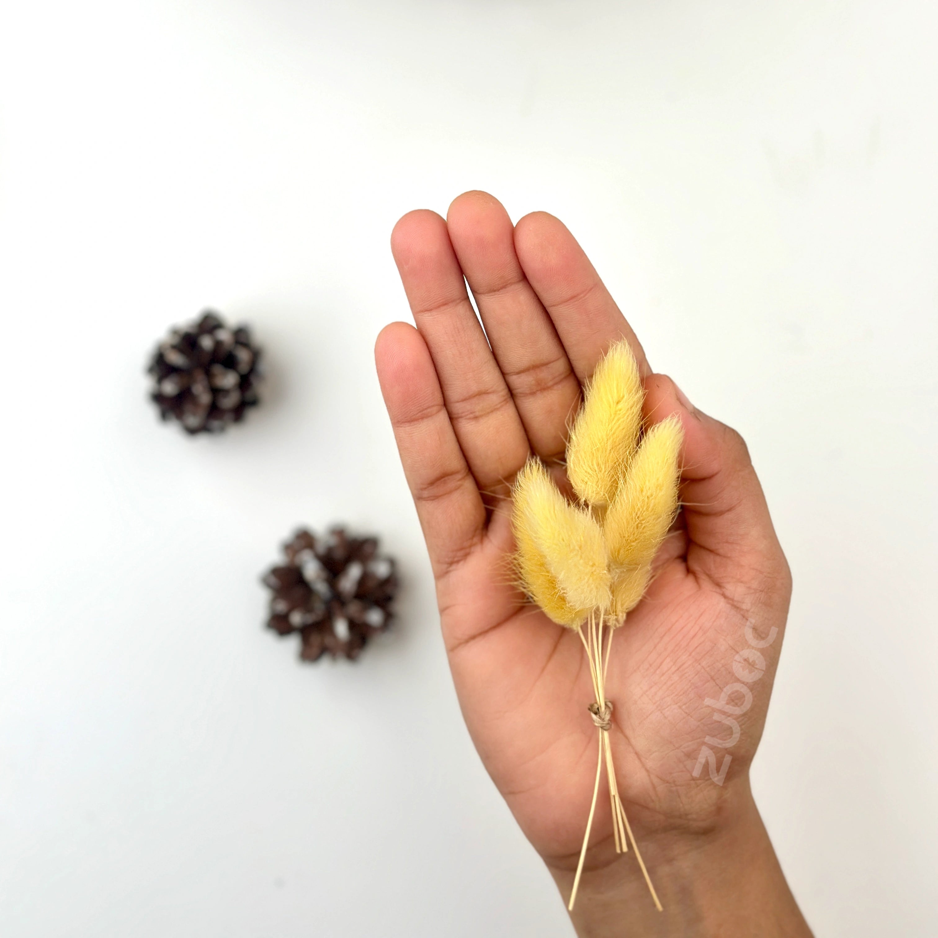Bunny Tail Dry Flowers (Set of 5)