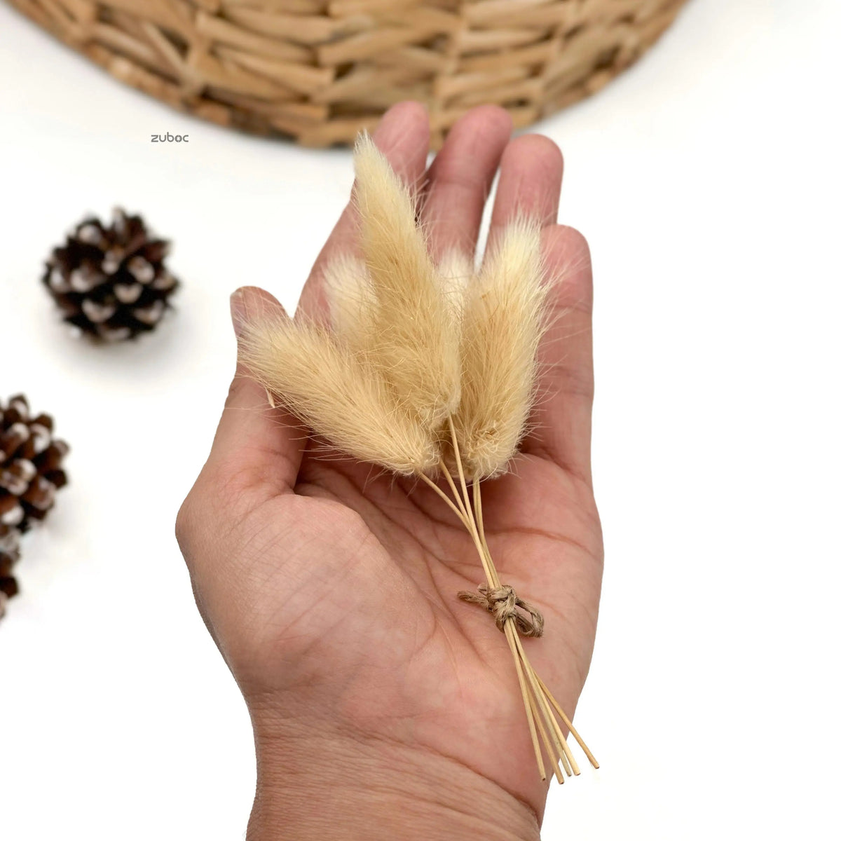 Bunny Tail Dry Flowers Mini (Set of 10)
