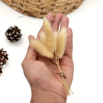 Bunny Tail Dry Flowers Mini (Set of 10)