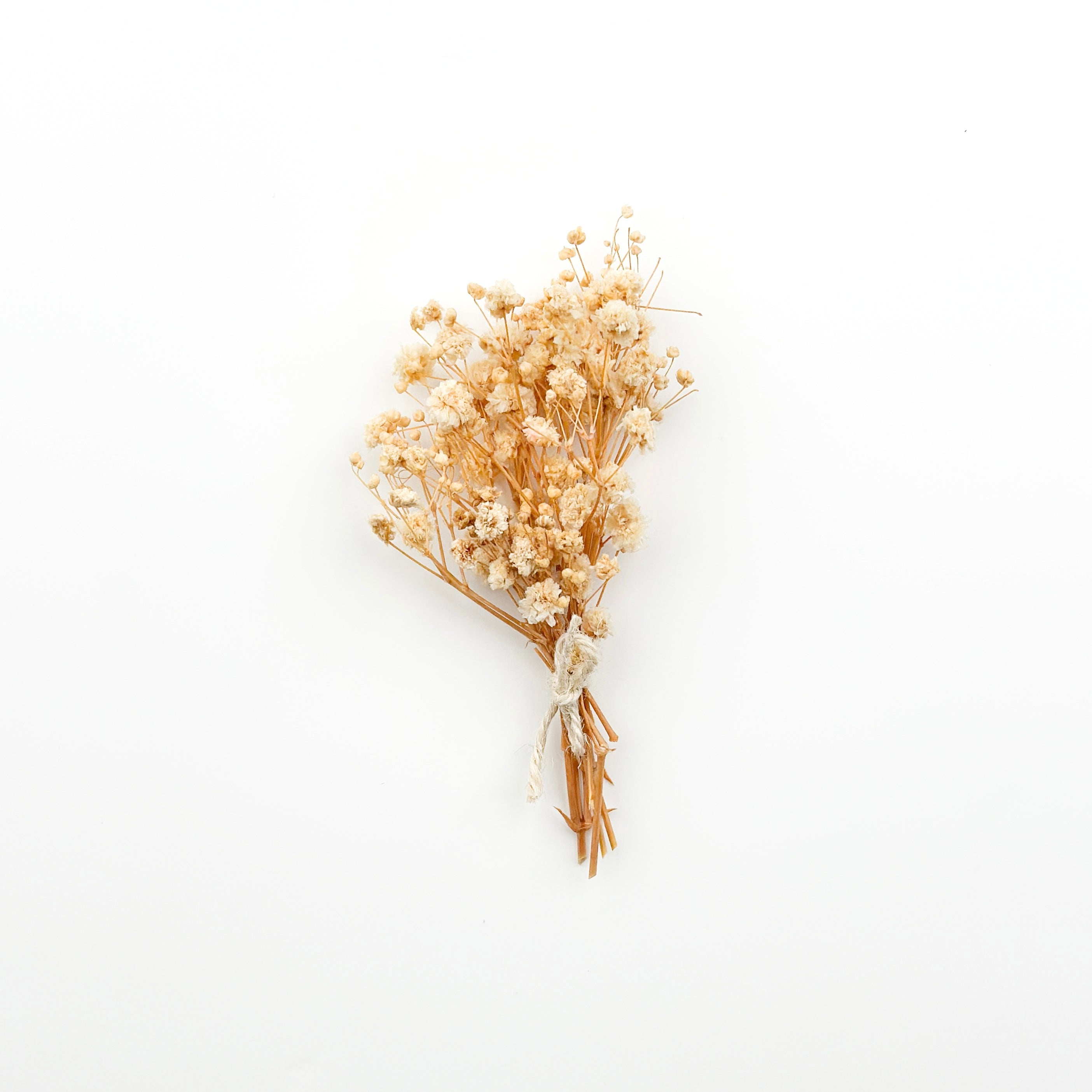 Dry Flowers