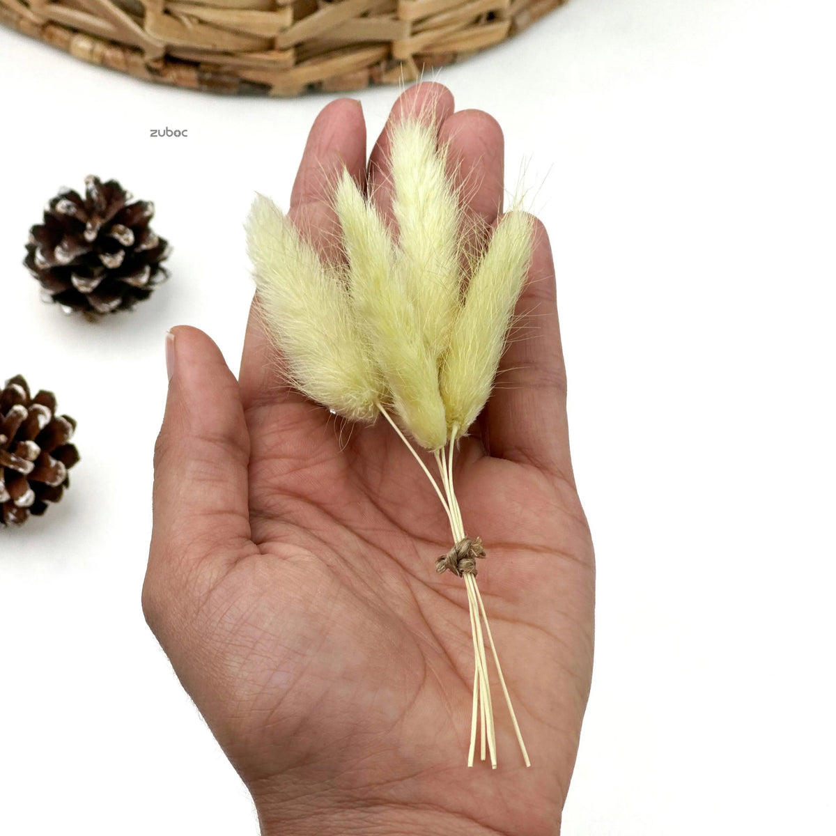 Bunny Tail Dry Flowers Mini (Set of 10)