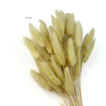 Bunny Tail Dry Flowers For Home Decor