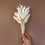 Bunny Tail Dry Flowers For Home Decor
