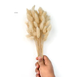 Bunny Tail Dry Flowers For Home Decor