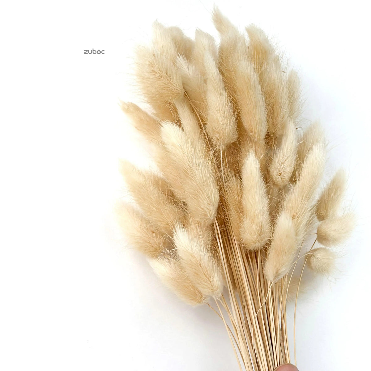 Bunny Tail Dry Flowers For Home Decor