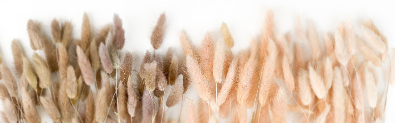 Dry Flower