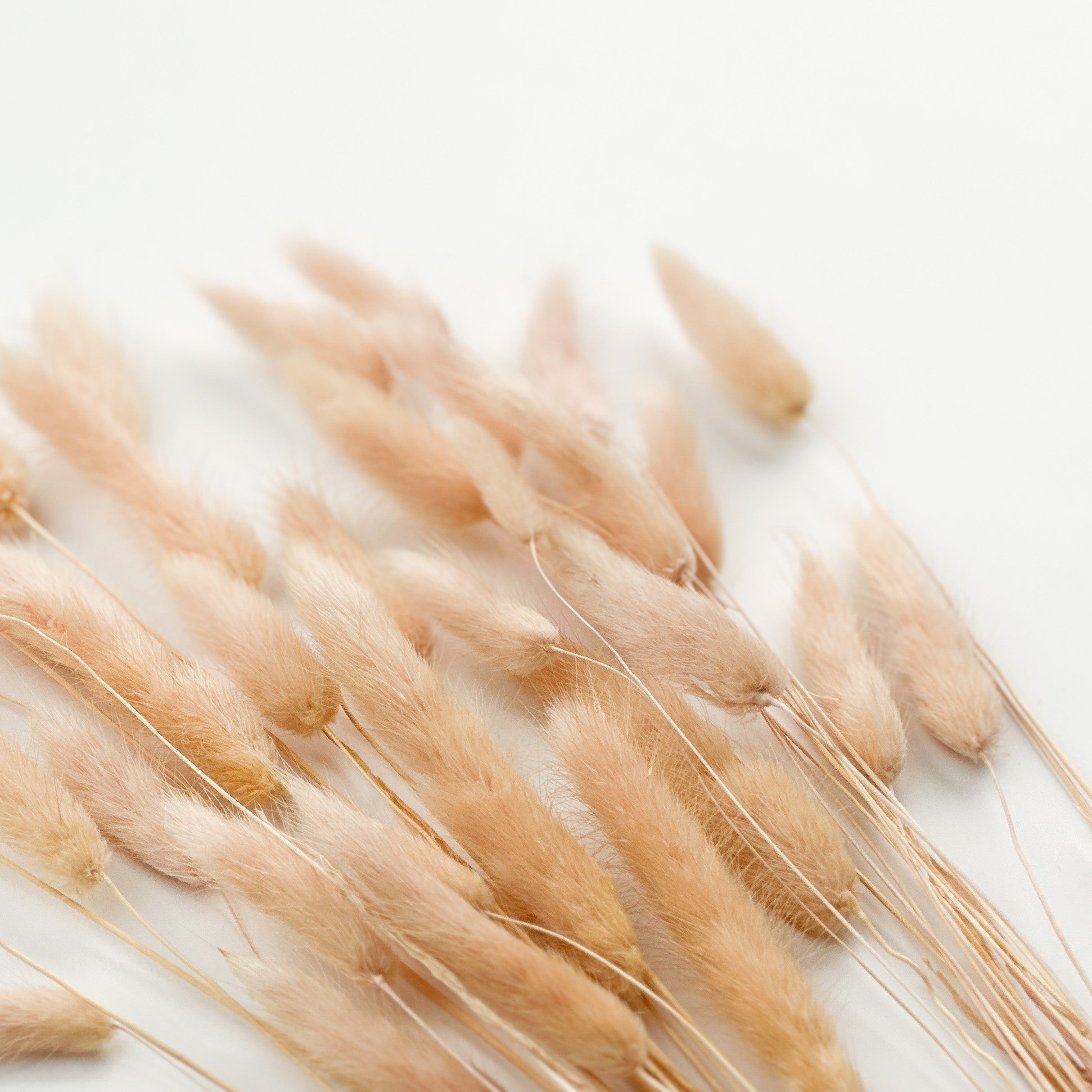 dry flowers