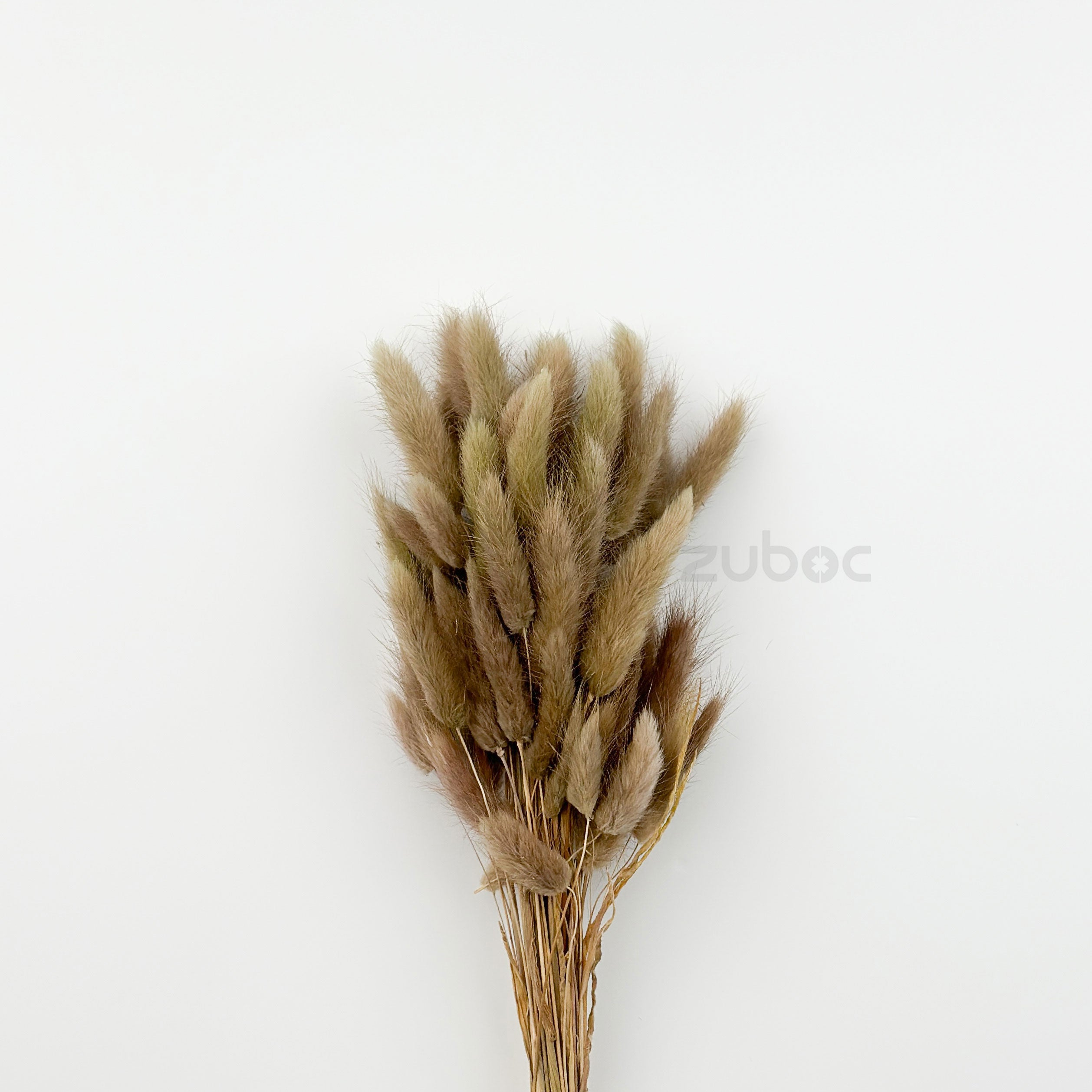 Bunny Tail Dry Flowers (Set of 5)