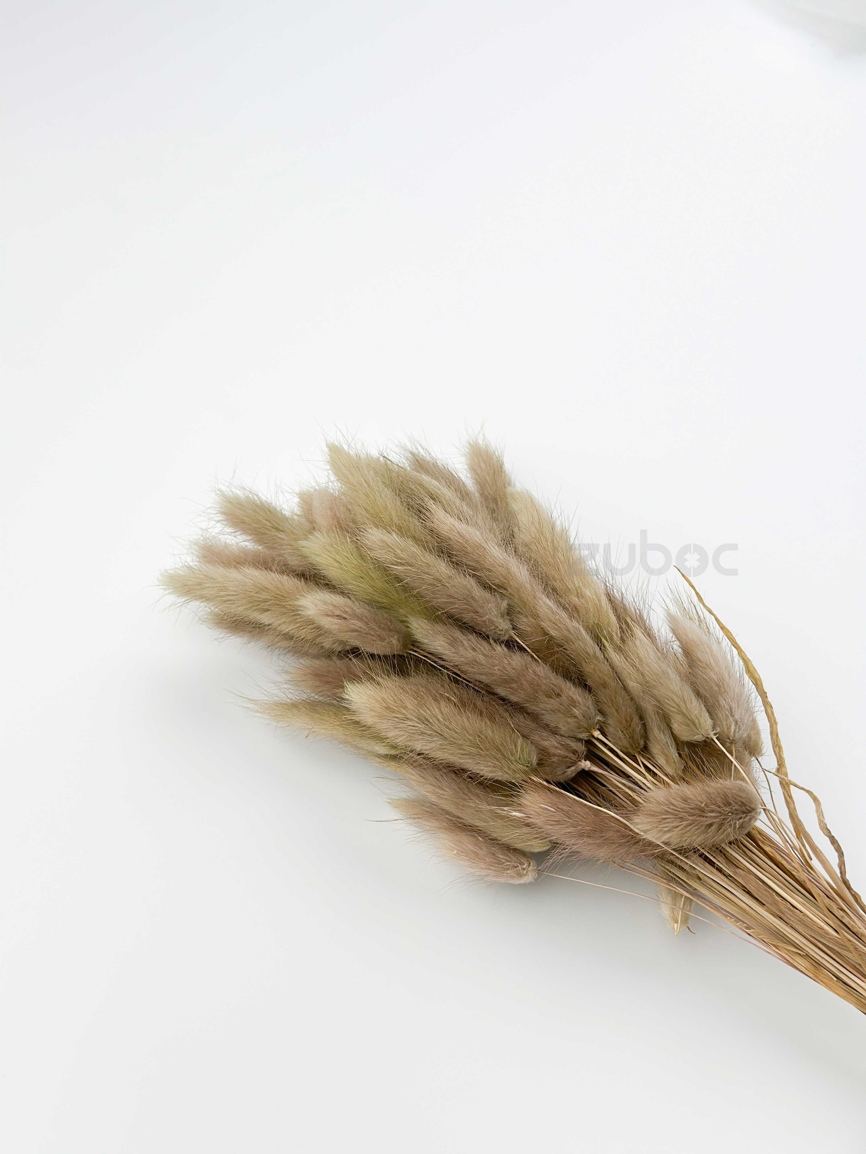Bunny Tail Dry Flowers (Set of 5)