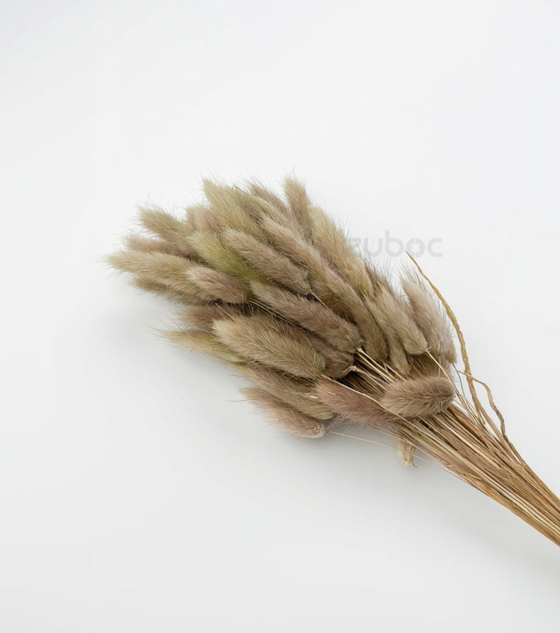 Natural beige bunny tail dry flowers short front view for creative hobbies