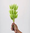 Bunny Tail Dry Flowers For Home Decor