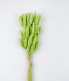 Bunny Tail Dry Flowers For Home Decor