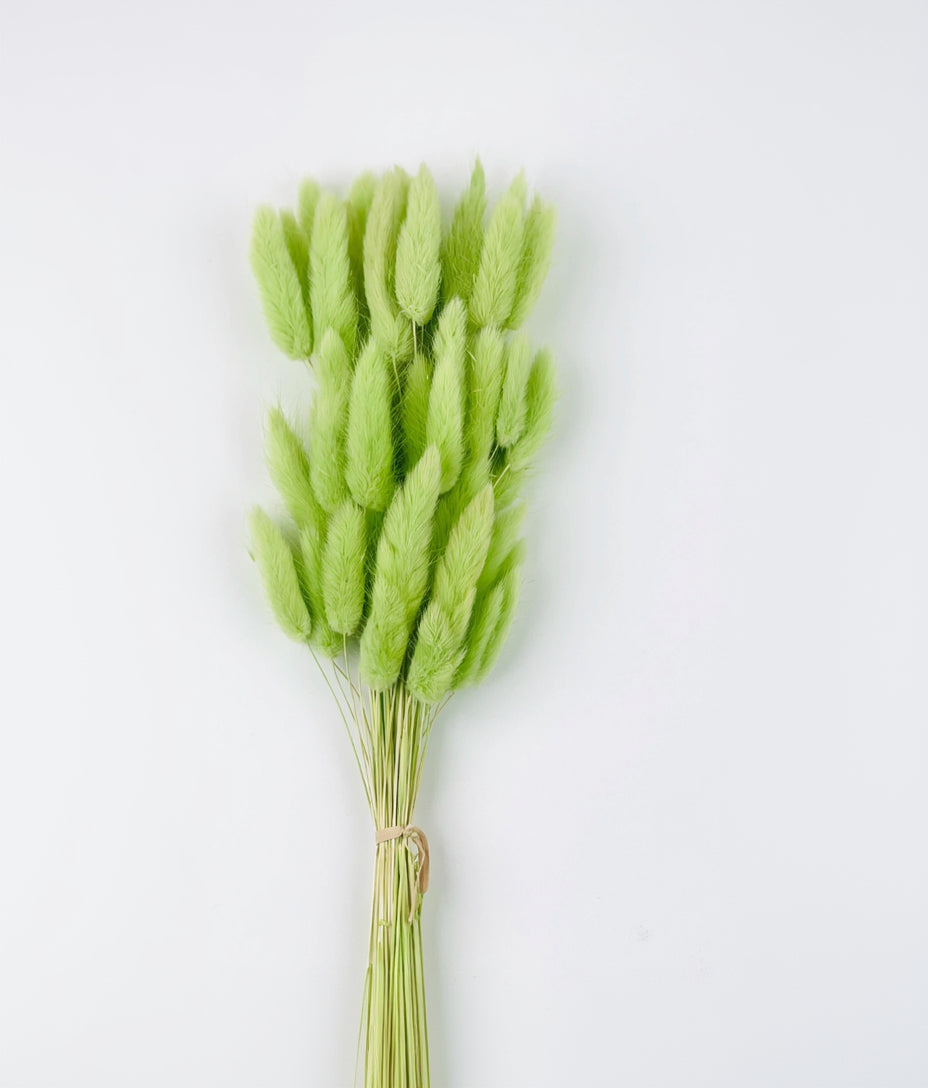 Natural beige bunny tail dry flowers short front view for creative hobbies