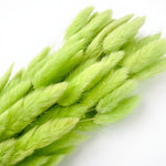 Bunny Tail Dry Flowers For Home Decor