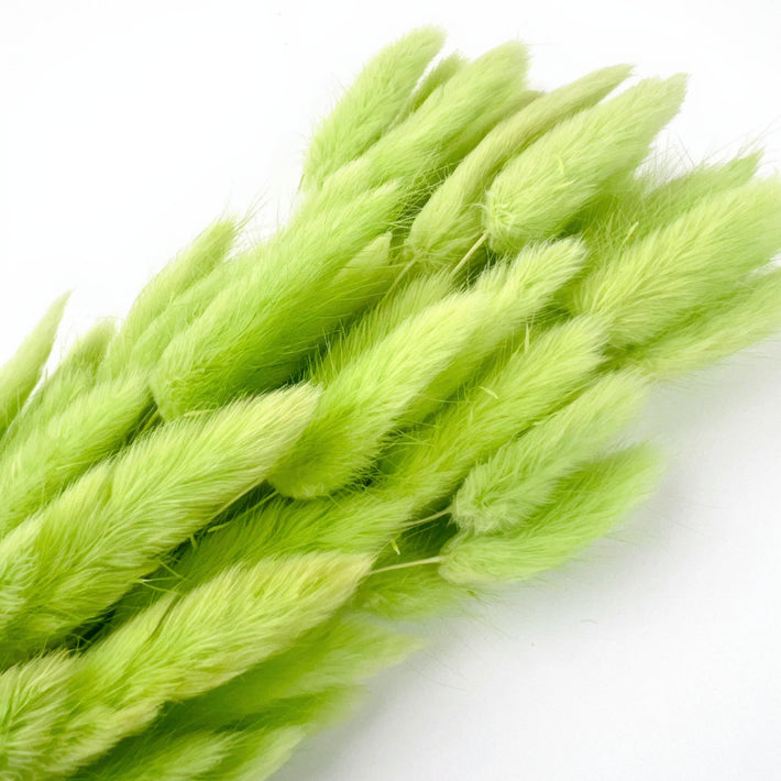 Natural beige bunny tail dry flowers short front view for creative hobbies