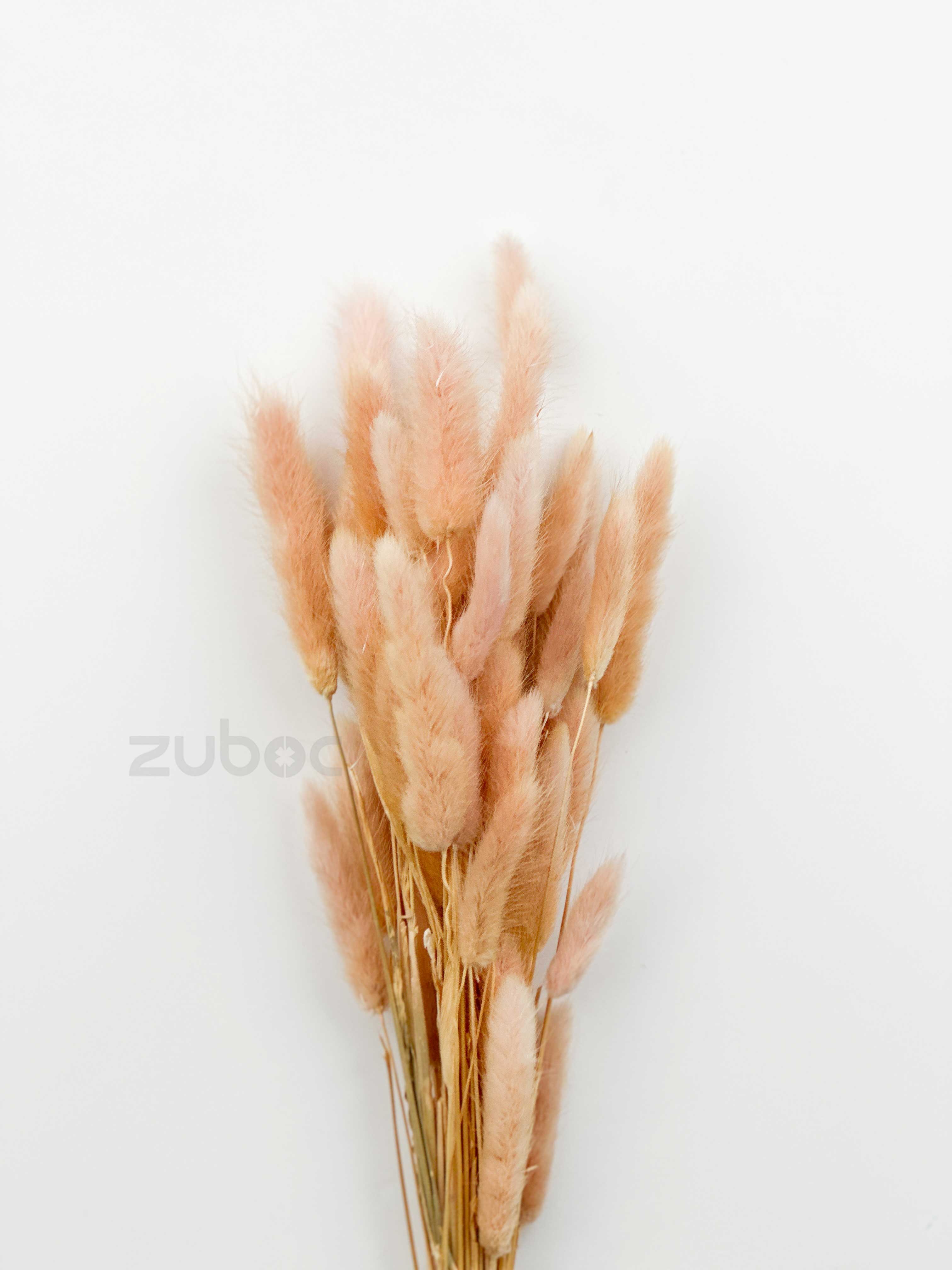 Bunny Tail Dry Flowers (Set of 5)