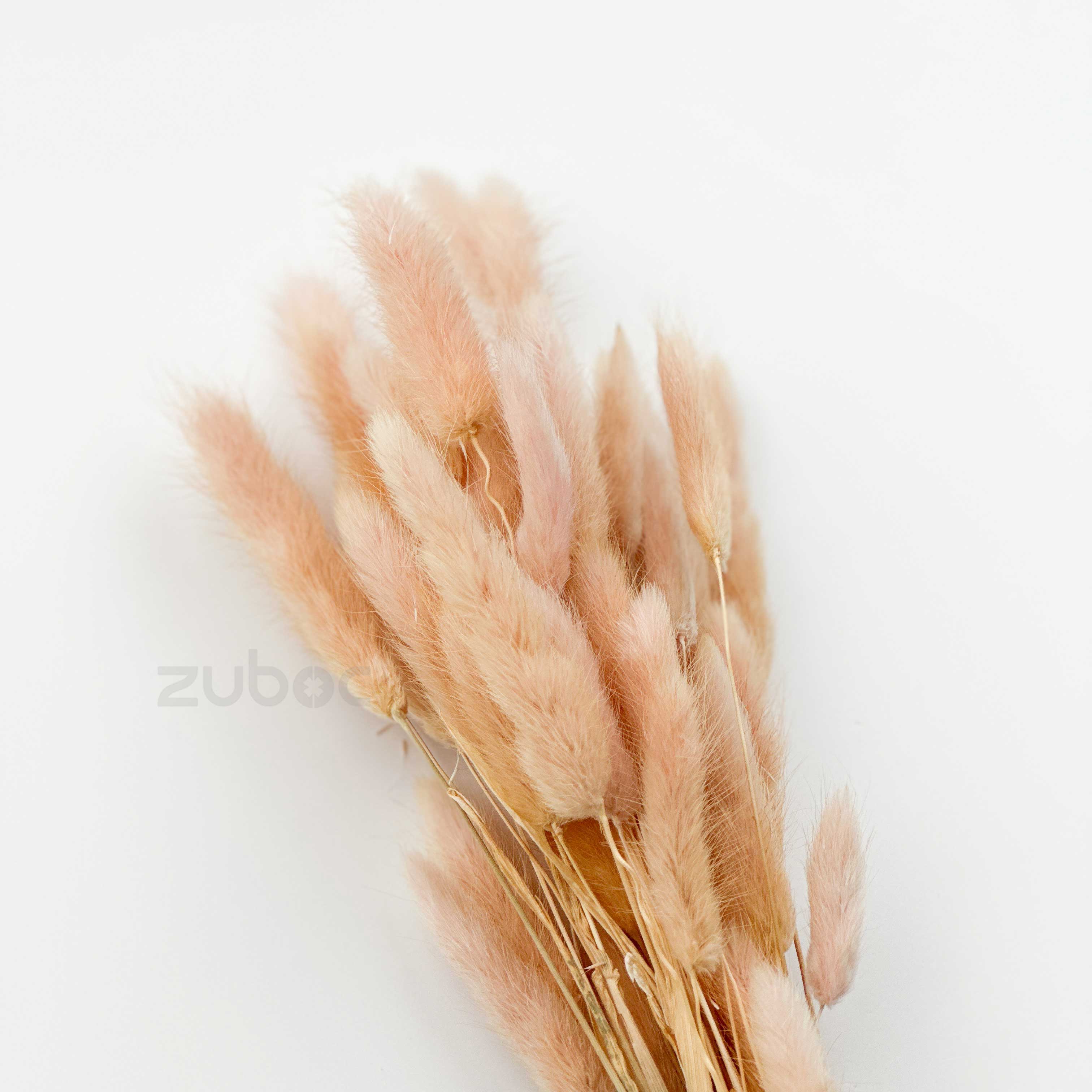 Bunny Tail Dry Flowers (Set of 5)
