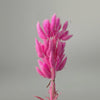 Bunny Tail Dry Flowers For Home Decor