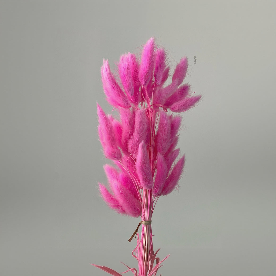 Natural beige bunny tail dry flowers short front view for creative hobbies