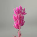Candy Pink