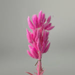 Bunny Tail Dry Flowers For Home Decor