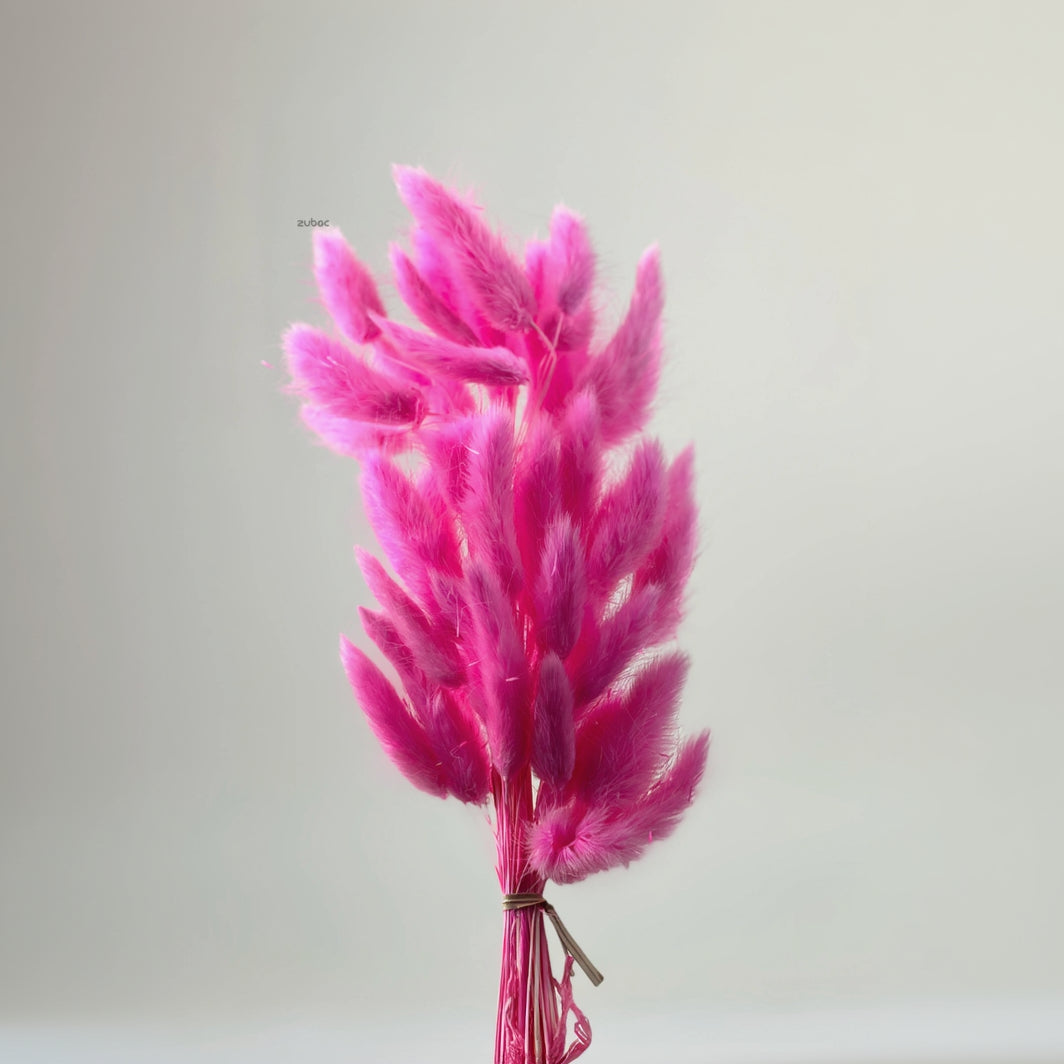 Natural beige bunny tail dry flowers short front view for creative hobbies