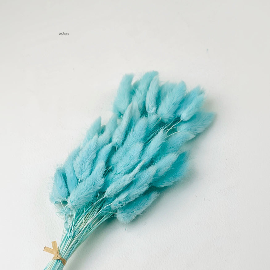 Natural beige bunny tail dry flowers short front view for creative hobbies