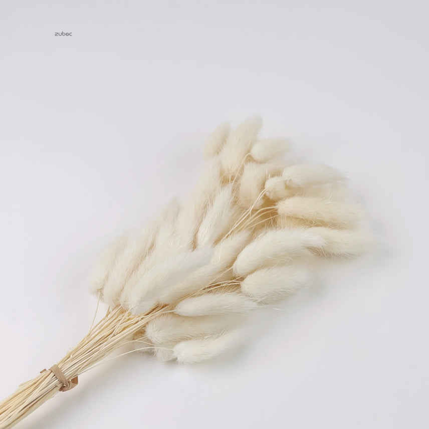 Natural beige bunny tail dry flowers short front view for creative hobbies