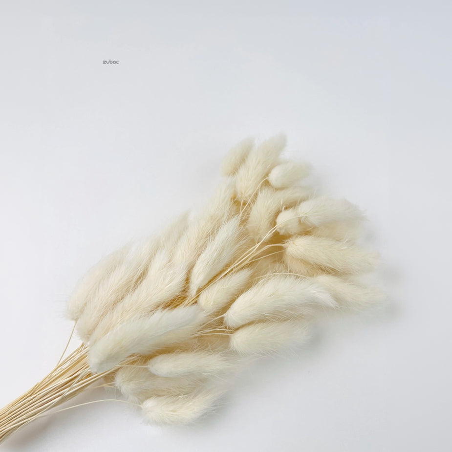 Natural beige bunny tail dry flowers short front view for creative hobbies