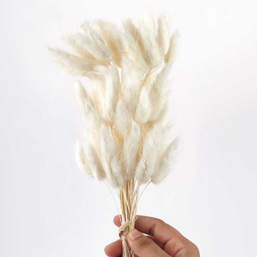 Natural beige bunny tail dry flowers short front view for creative hobbies