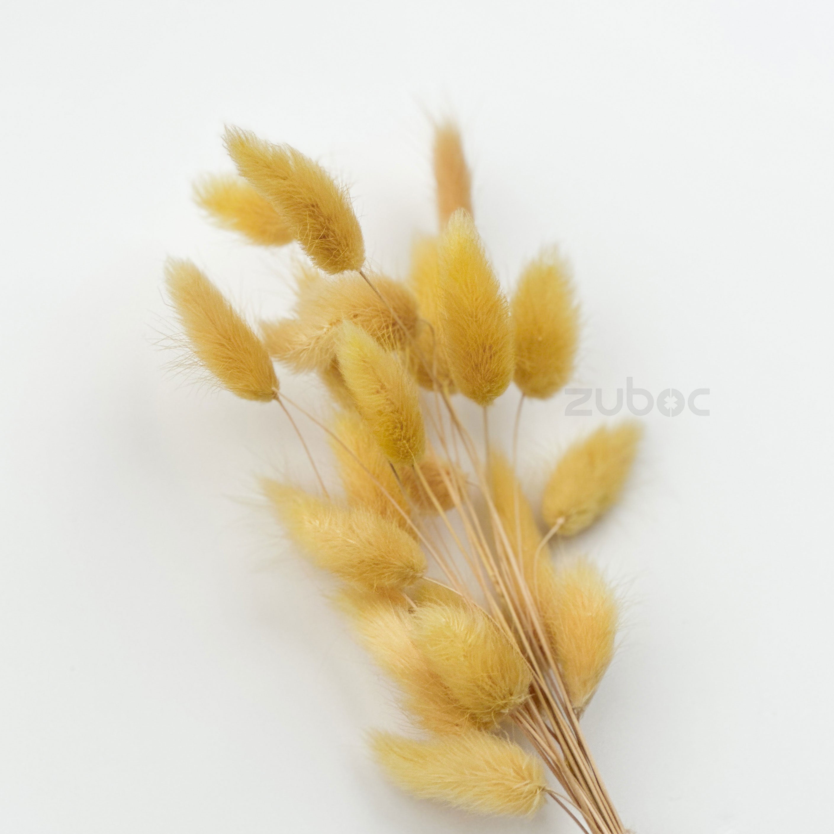 Bunny Tail Dry Flowers (Set of 5)